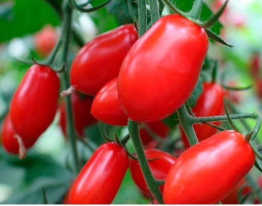 Pomidor koktajlowy czerwony bardzo słodki