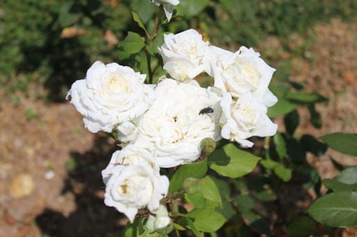Róża stojąca &#39;HT Poulsen® Claus Dalby™ Poulht009(N)&#39; Rosa hybrida