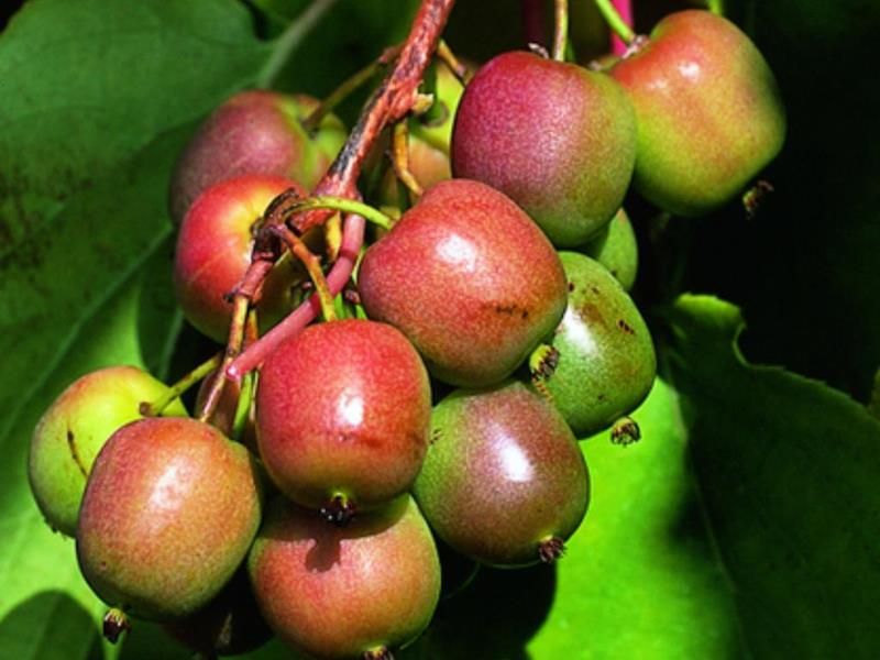 Aktinidia &#39;Geneva&#39; mini kiwi Actinidia arguta
