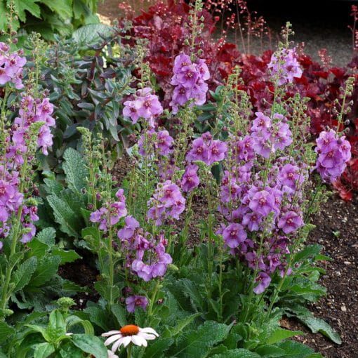Dziewanna &#39;Sugar Plum&#39; Verbascum hybrida