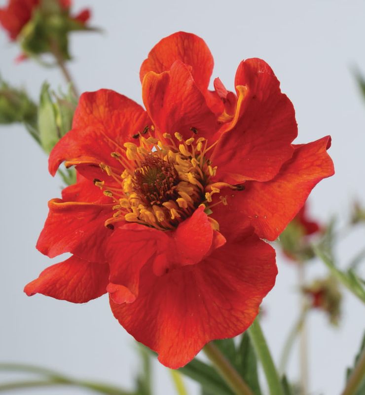 Kuklik mix kolorów Geum chiloense