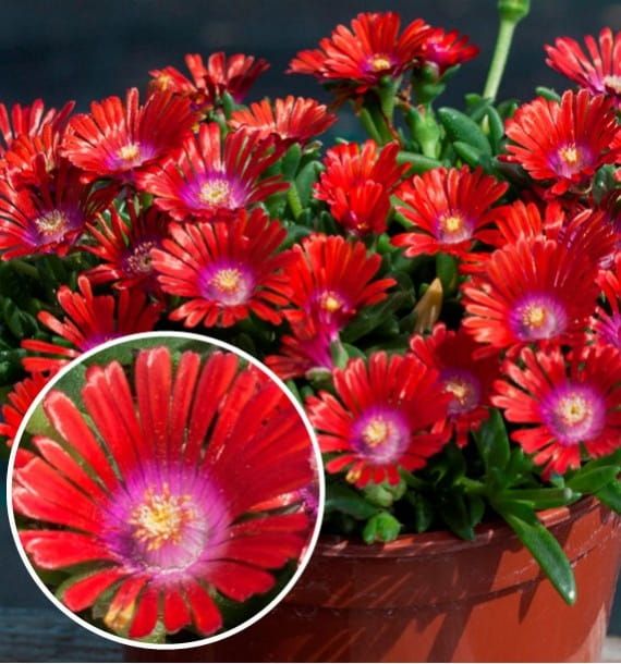 Słonecznica &#39;Sundella Red&#39; Delosperma hybrida