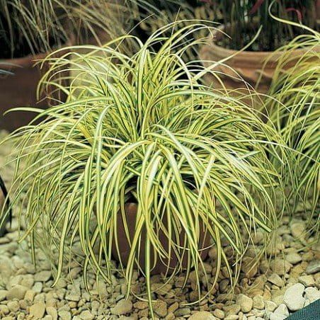Turzyca &#39;Evergold&#39; Carex oshimensis