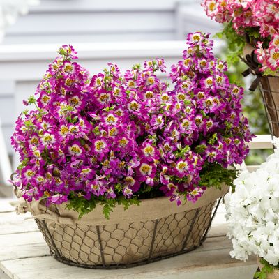 Motylek liliowy Schizanthus