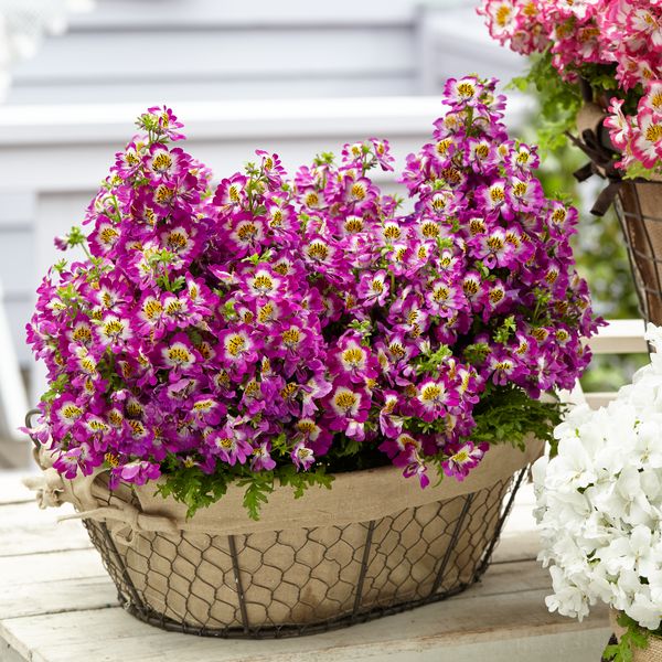 Motylek liliowy Schizanthus