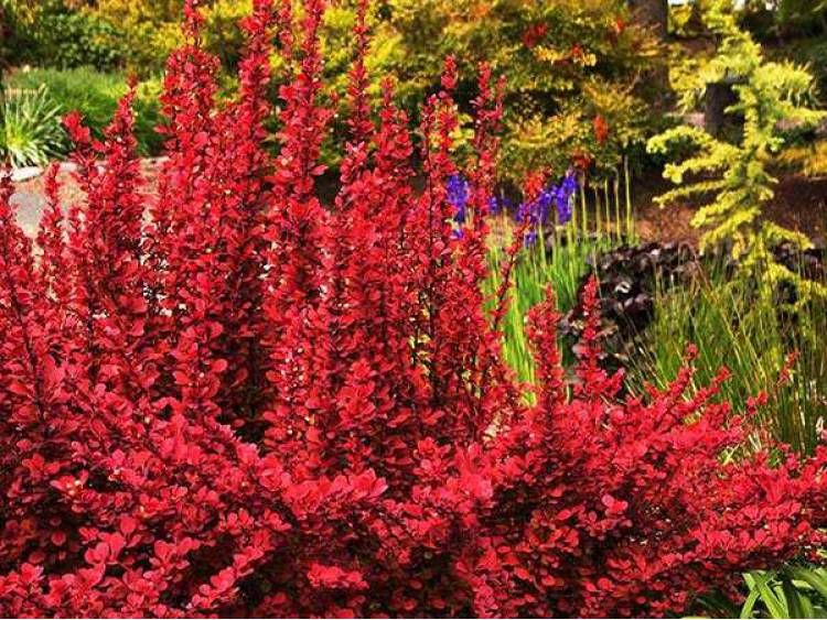 Berberys thunberga &#39;Red Rocket&#39; Berberis thunbergii