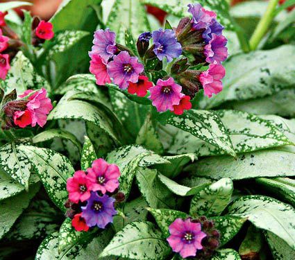 Miodunka 'Silver Bouquet' Pulmonaria hybrida