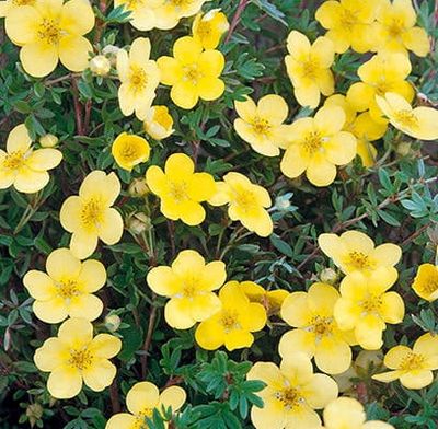 Pięciornik krzewiasty &#39;Kobold&#39; Potentilla fruticosa