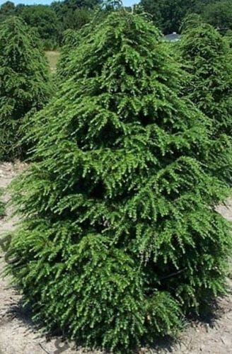 Choinka kanadyjska Tsuga canadensis