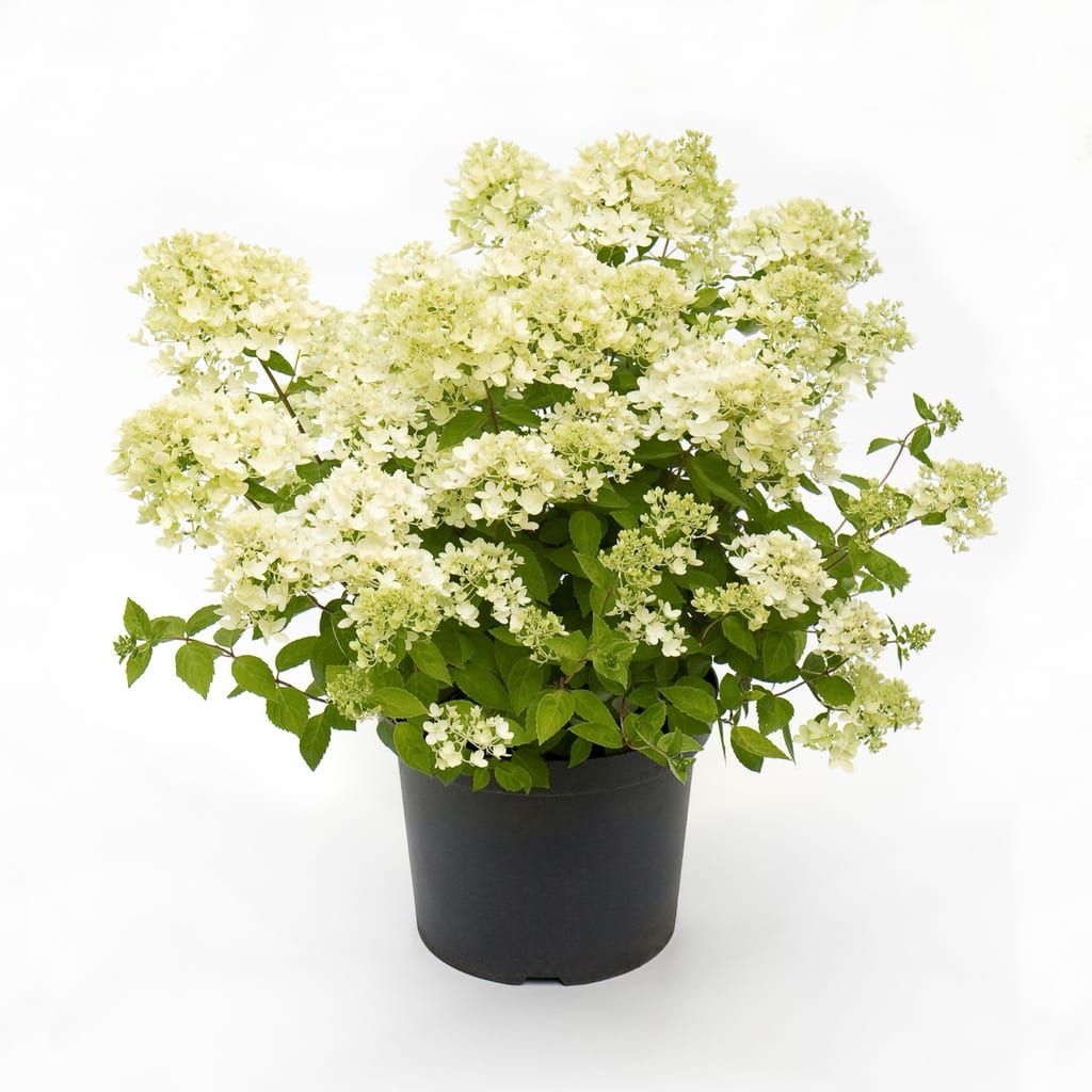 Hortensja bukietowa &#39;Bombshell&#39; Hydrangea paniculata