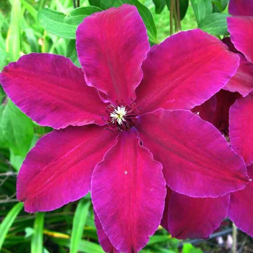 Powojnik &#39;Westerplatte&#39; Clematis