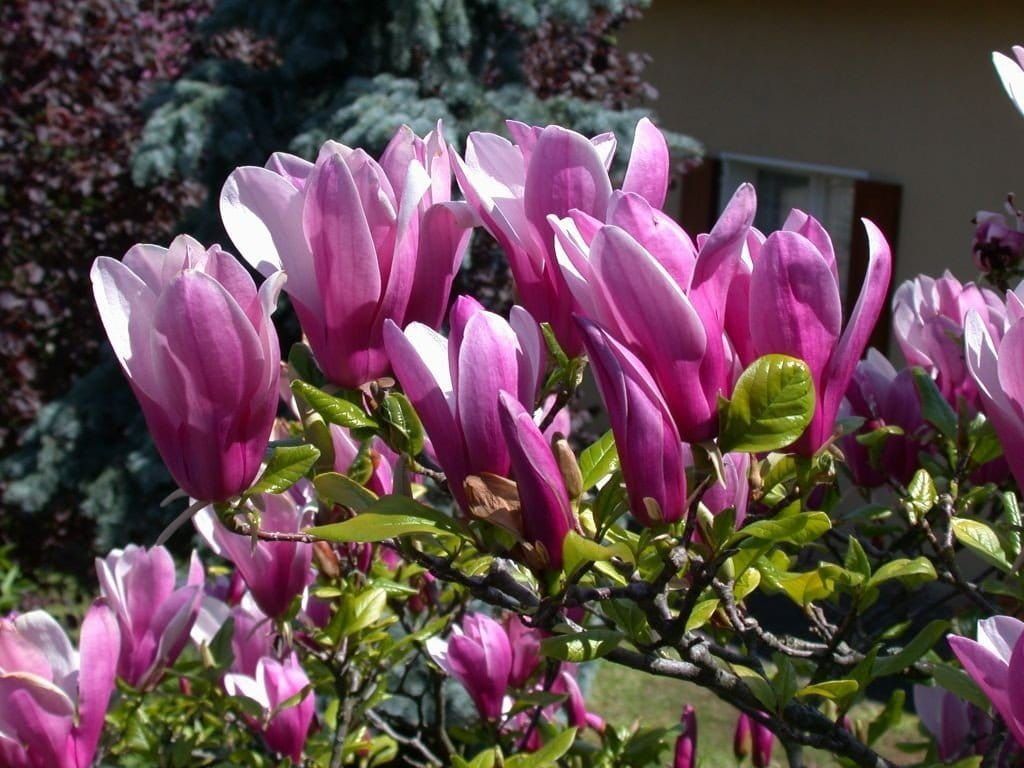 Magnolia &#39;Susan&#39; Magnolia soulangeana