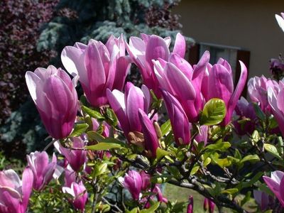 Magnolia &#39;Susan&#39; Magnolia soulangeana