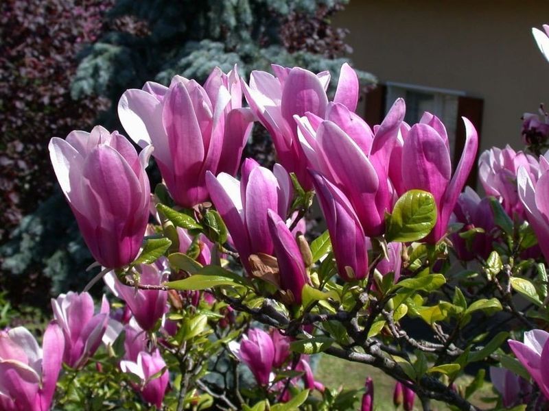 Magnolia &#39;Susan&#39; Magnolia soulangeana