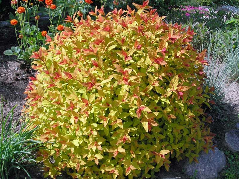Tawuła japońska &#39;Magic Carpet&#39; Spiraea japonica