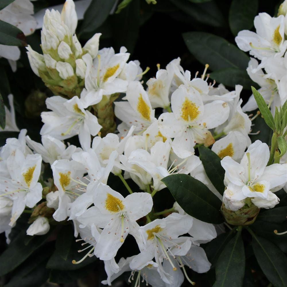 Rododendron Różanecznik &#39;Madame Masson&#39; Rhododendron