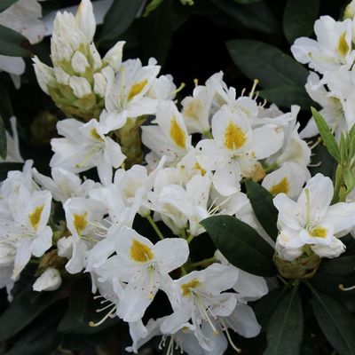 Rododendron Różanecznik &#39;Madame Masson&#39; Rhododendron