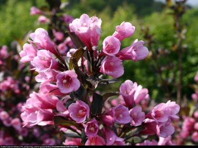 Krzewuszka &#39;Nana Purpurea&#39; Weigela florida