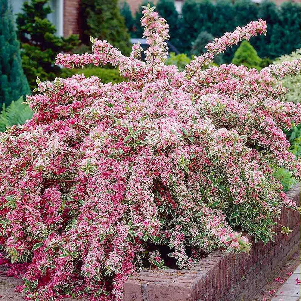 Krzewuszka cudowna &#39;Nana Variegata&#39; Weigela florida