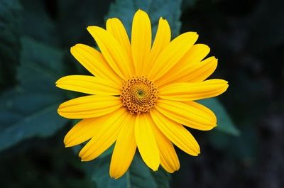 Słoneczniczek żółty Heliopsis helianthoides