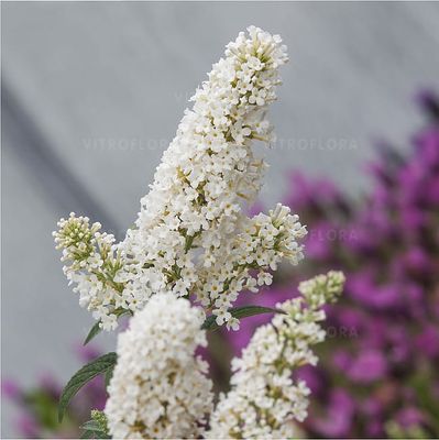 Buddleja Davida &#39;White Profusion&#39; Buddleja davidii