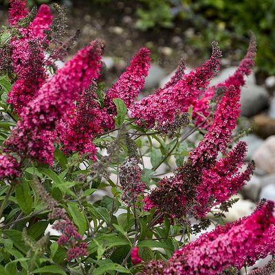 Buddleja David &#39;Prince Charming&#39; Buddleja davidii