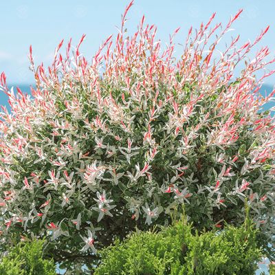 Wierzba japońska &#39;Hakuro-nishiki&#39; Salix integra