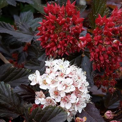Pęcherznica kalinolistna &#39;Red Baron&#39; Physocarpus opulifolius