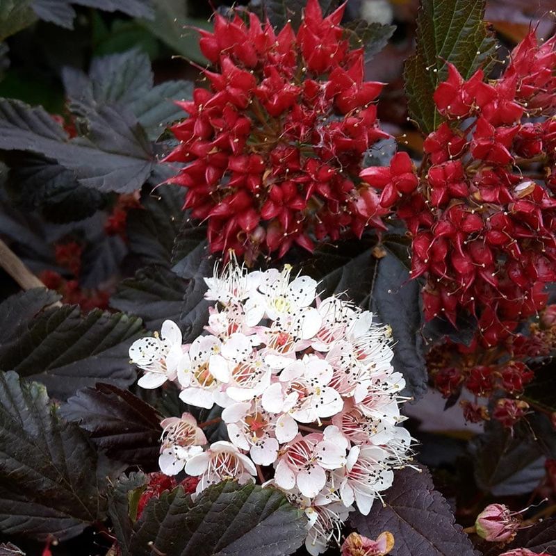 Pęcherznica kalinolistna 'Red Baron' Physocarpus opulifolius