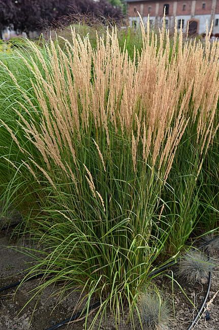 Trzciniak &#39;Karl Foerster&#39; Calamagrostis acutiflora