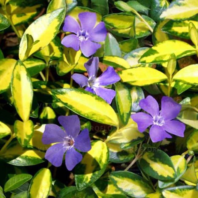 Barwinek &#39;Illumination&#39; Vinca minor