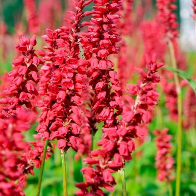 Rdest &#39;Js Caliente&#39; Persicaria amplexicaulis