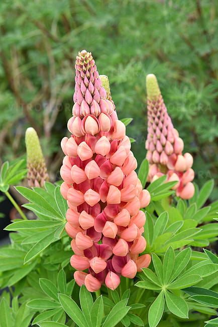 Łubin &#39;West Country™ Salmon Star&#39; Lupinus hybrida