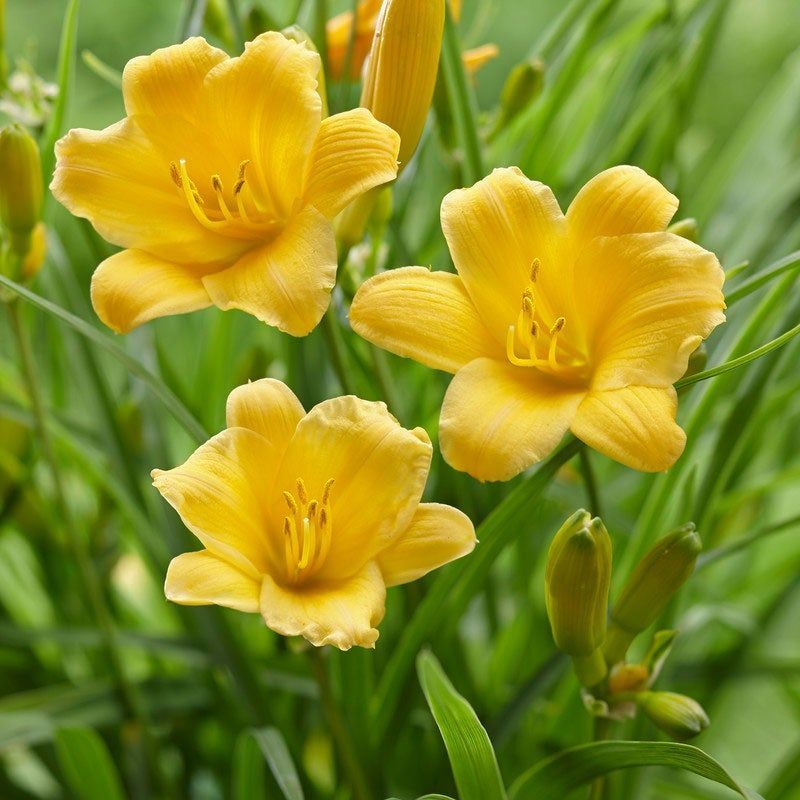 Liliowiec &#39;Stella de Oro&#39; Hemerocallis