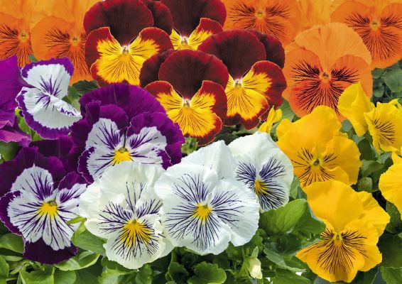 Bratek kotki różne kolory