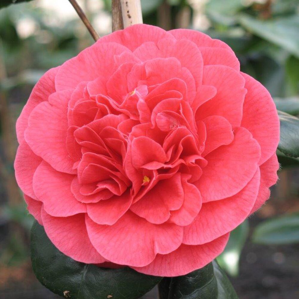 Kamelia &#39;Lady Campbell&#39; Camellia japonica