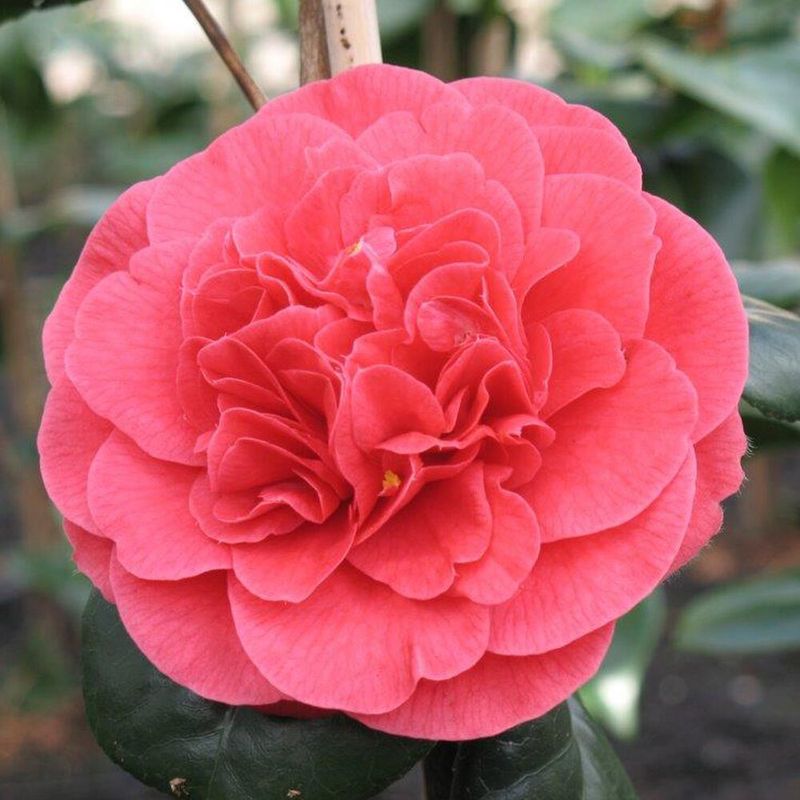 Kamelia &#39;Lady Campbell&#39; Camellia japonica