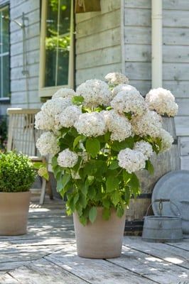Hortensja drzewiasta Candybelle® &#39;Marshmallow&#39; Hydrangea arborescens
