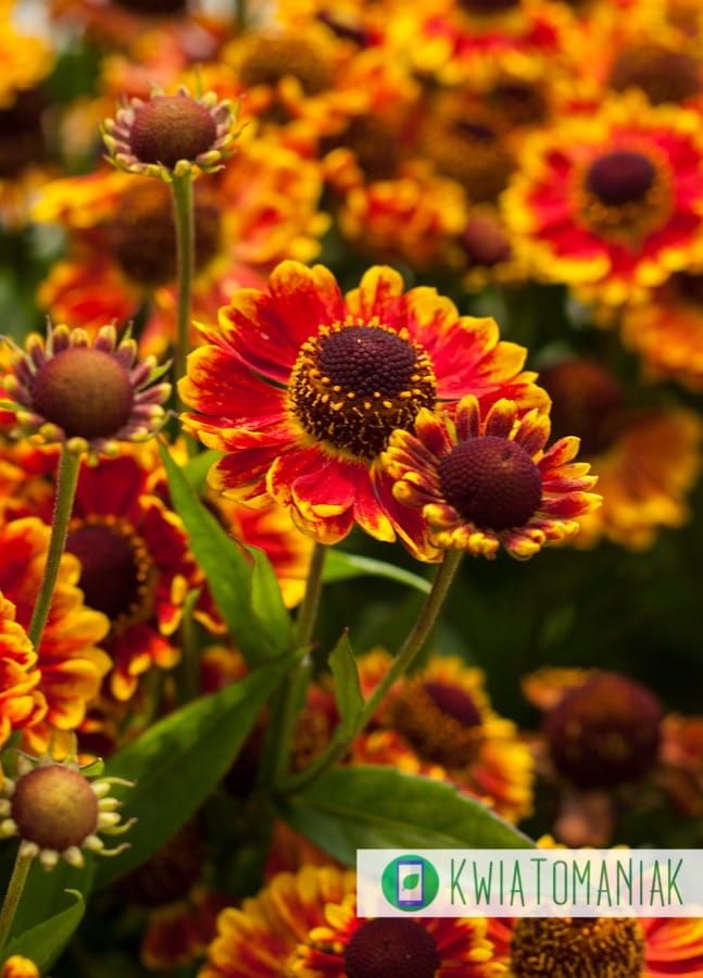 Dzielżan Helenium Mariachi™ Fuego