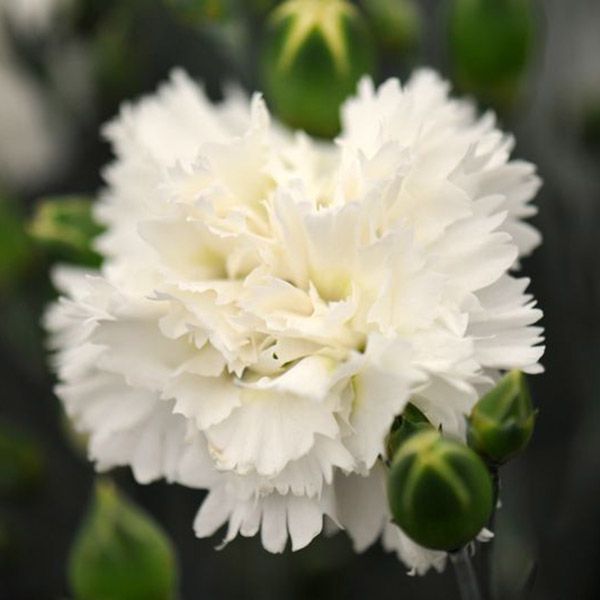 Goździk 'White Summer' Dianthus hybrida