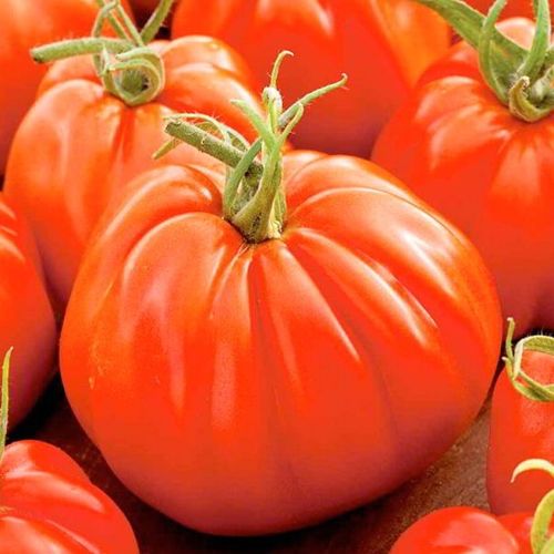 Pomidor 'Corazon'