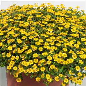 Sanwitalia zwisająca Sanvitalia