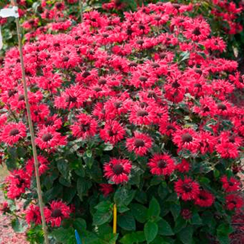 Pysznogłówka &#39;Bee Happy&#39; Monarda hybrida