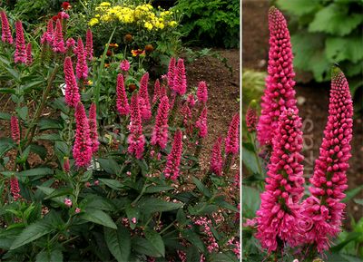 Przetacznik &#39;First Love&#39; Veronica longifolia