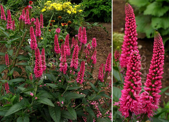 Przetacznik &#39;First Love&#39; Veronica longifolia