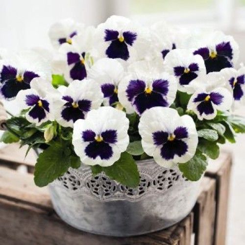 Bratek biały z oczkiem