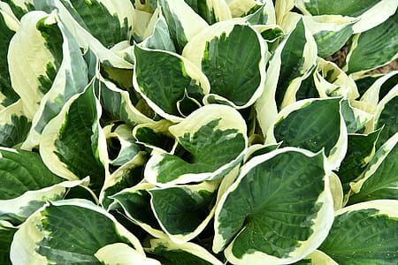 Funkia &#39;Minuteman&#39; Hosta