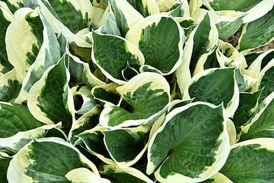 Funkia &#39;Minuteman&#39; Hosta