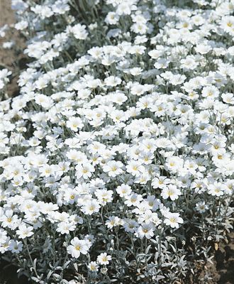 Rogownica &#39;Silberteppich&#39; Cerastium tomentosum