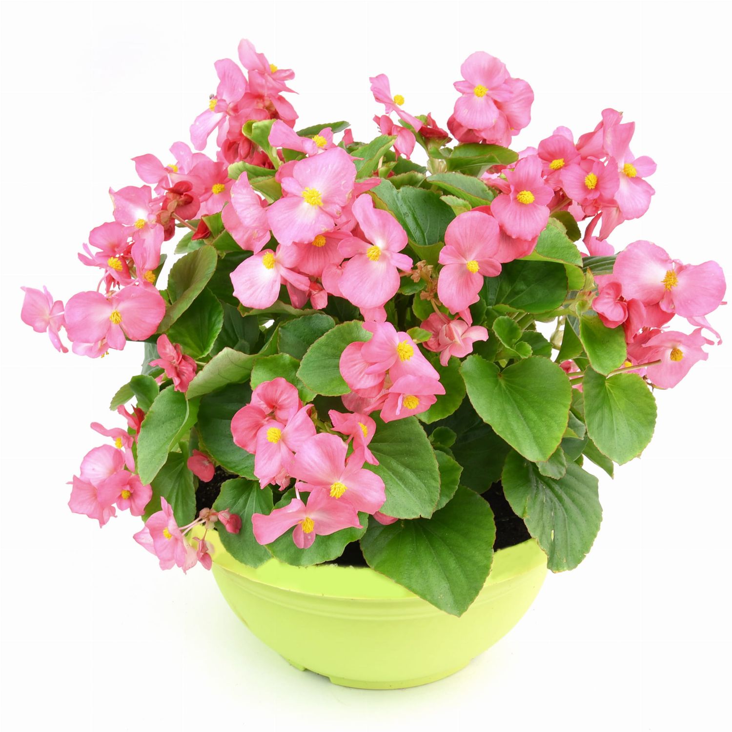 Begonia smocza MINI DRAGON różowa